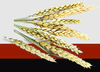 XPJ(中国大陆)有限公司官网