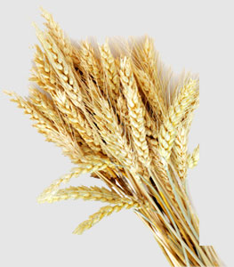 XPJ(中国大陆)有限公司官网