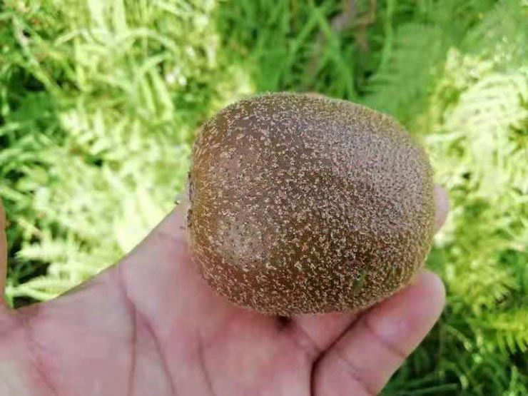 XPJ(中国大陆)有限公司官网