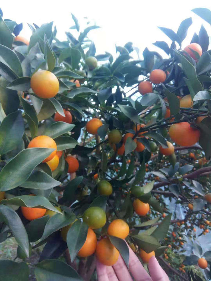 XPJ(中国大陆)有限公司官网