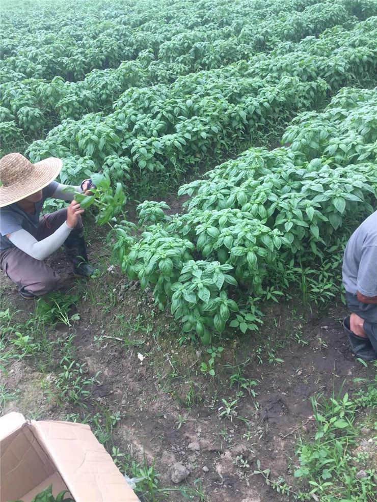 XPJ(中国大陆)有限公司官网