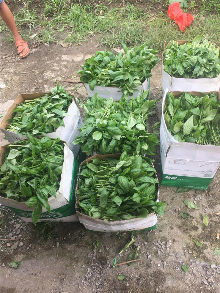 XPJ(中国大陆)有限公司官网