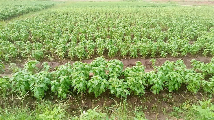 XPJ(中国大陆)有限公司官网