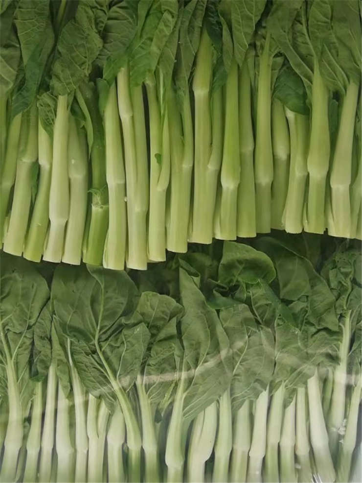 XPJ(中国大陆)有限公司官网