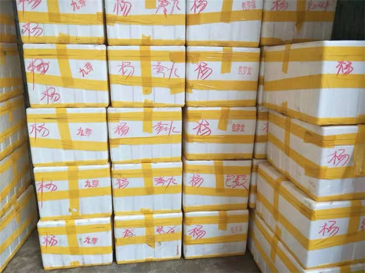 XPJ(中国大陆)有限公司官网