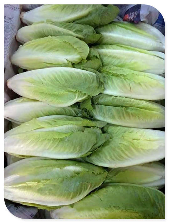 XPJ(中国大陆)有限公司官网