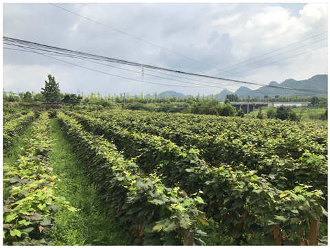 XPJ(中国大陆)有限公司官网