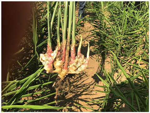 XPJ(中国大陆)有限公司官网