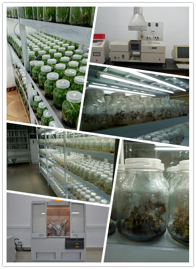 XPJ(中国大陆)有限公司官网