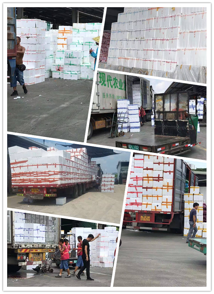 XPJ(中国大陆)有限公司官网