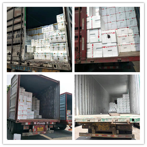 XPJ(中国大陆)有限公司官网