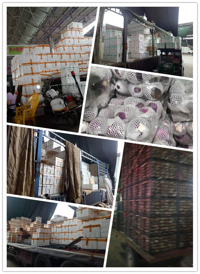 XPJ(中国大陆)有限公司官网