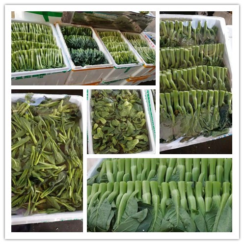 XPJ(中国大陆)有限公司官网