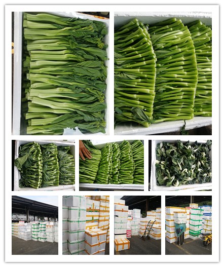 XPJ(中国大陆)有限公司官网