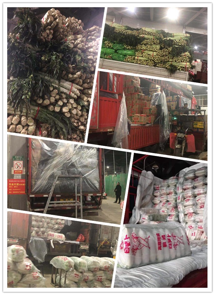 XPJ(中国大陆)有限公司官网