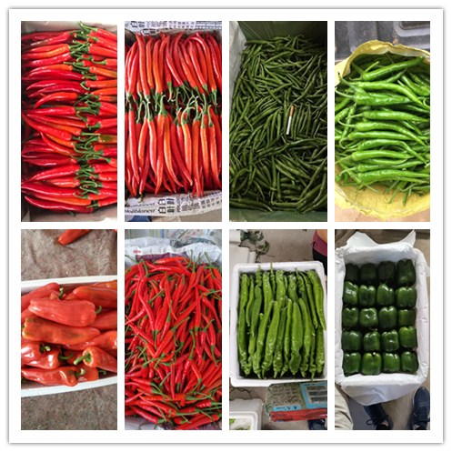 XPJ(中国大陆)有限公司官网