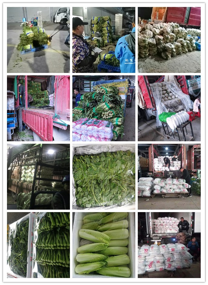 XPJ(中国大陆)有限公司官网