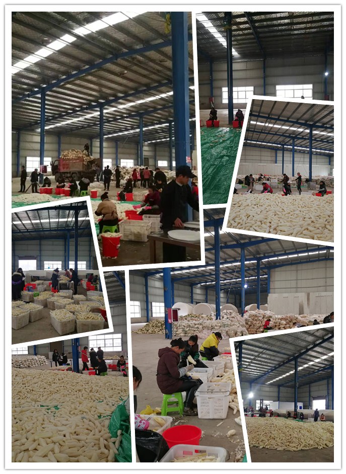 XPJ(中国大陆)有限公司官网