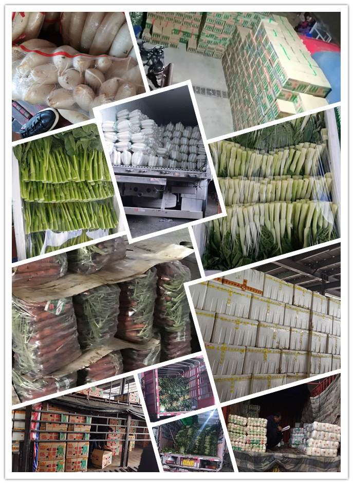 XPJ(中国大陆)有限公司官网