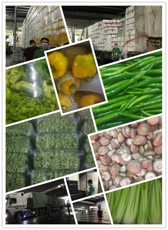 XPJ(中国大陆)有限公司官网