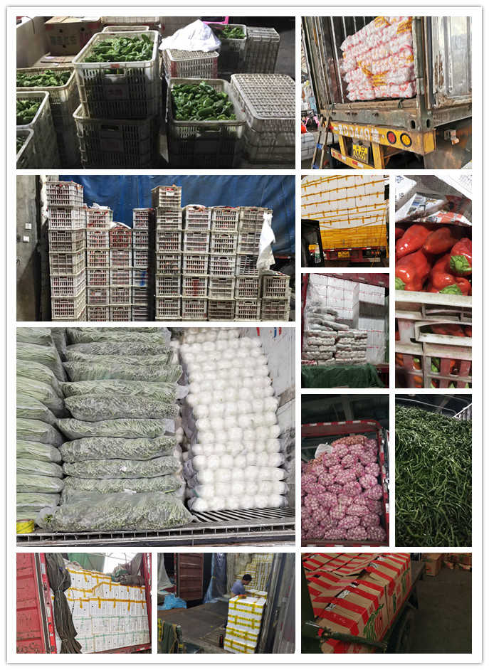 XPJ(中国大陆)有限公司官网