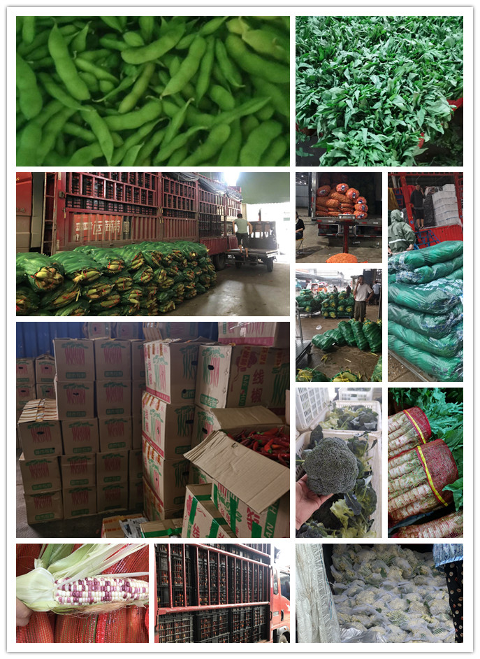 XPJ(中国大陆)有限公司官网