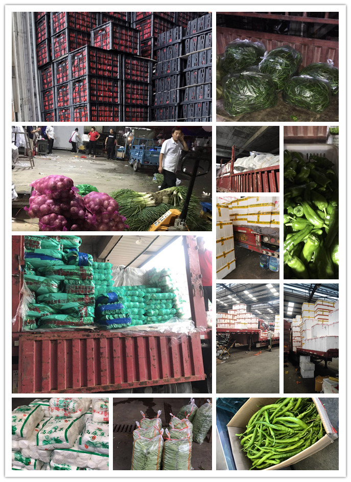 XPJ(中国大陆)有限公司官网