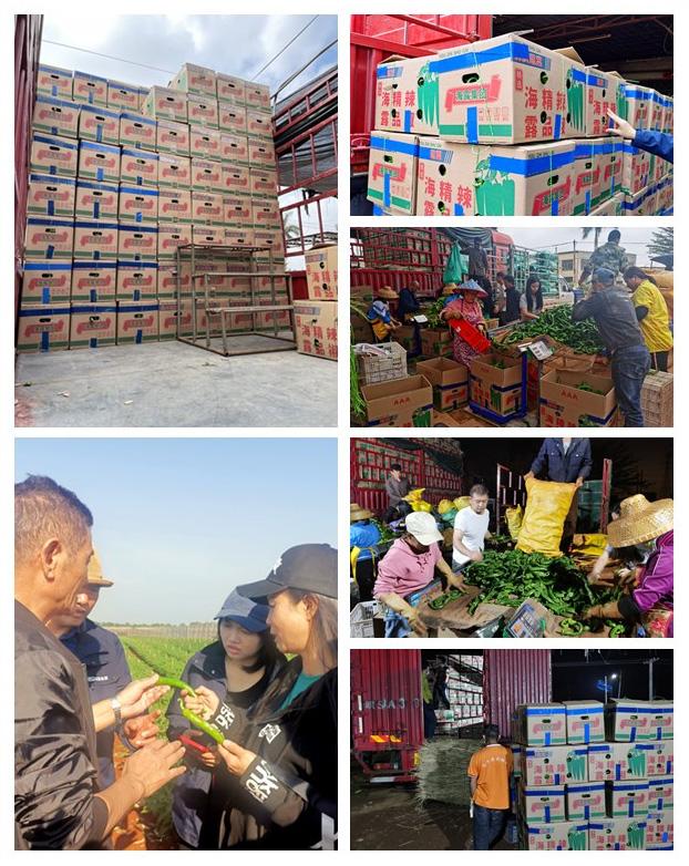 XPJ(中国大陆)有限公司官网