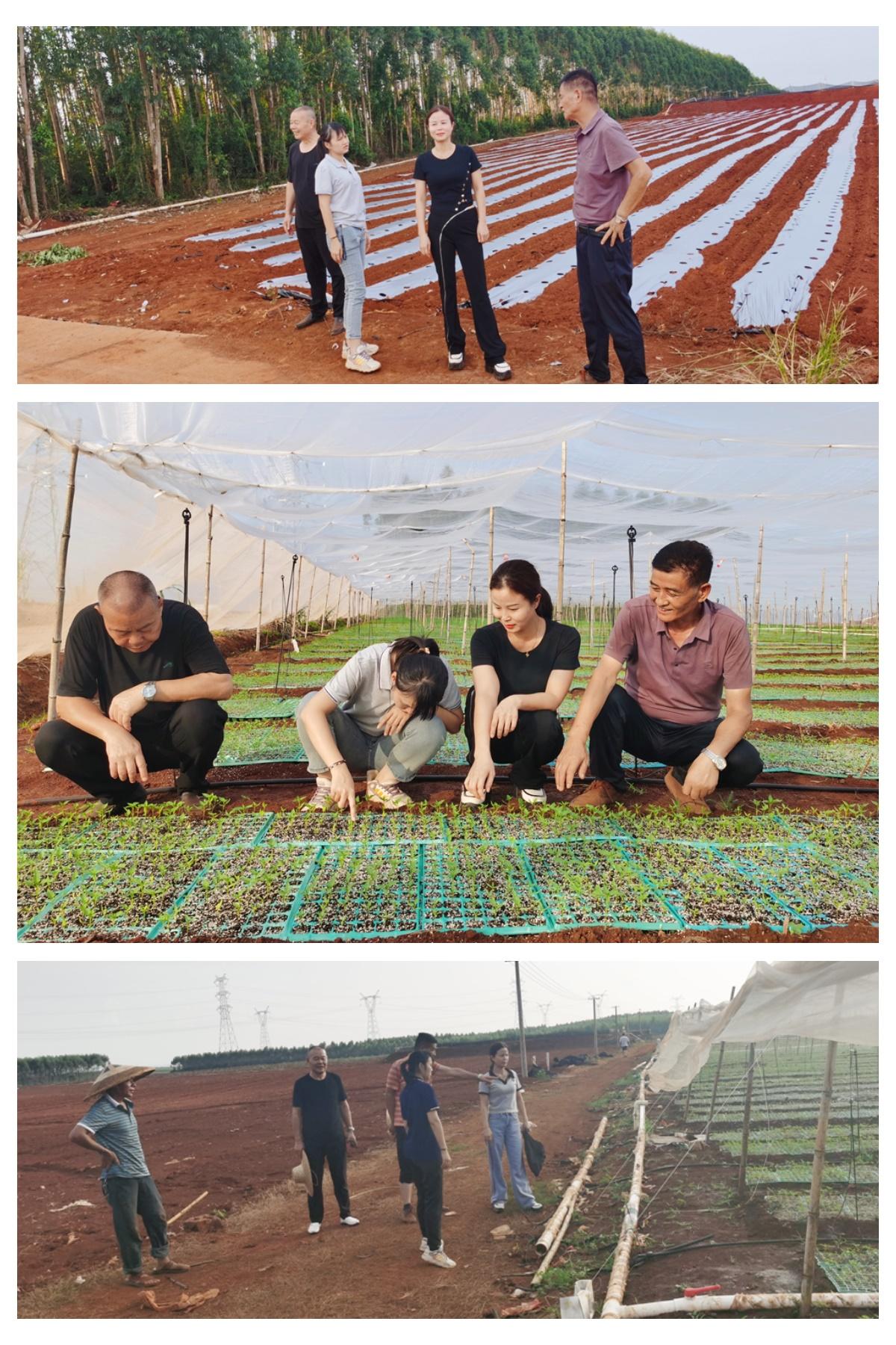 XPJ(中国大陆)有限公司官网