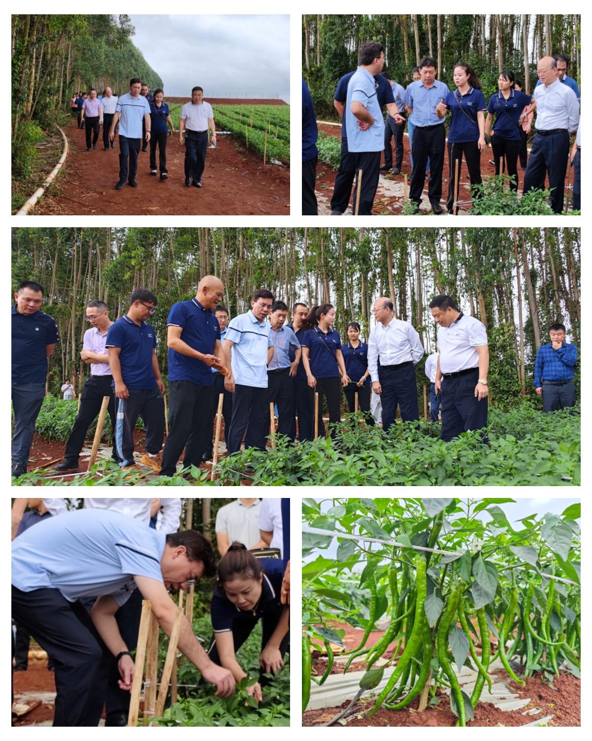 XPJ(中国大陆)有限公司官网