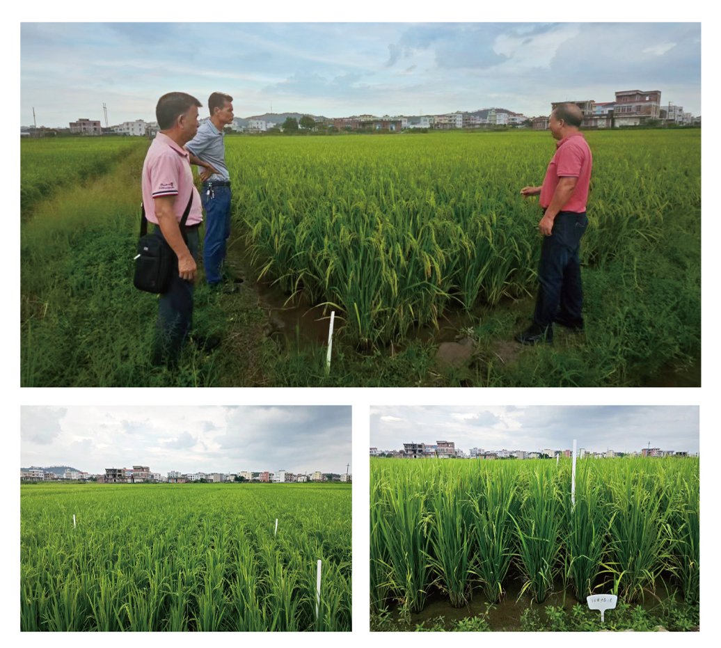 XPJ(中国大陆)有限公司官网