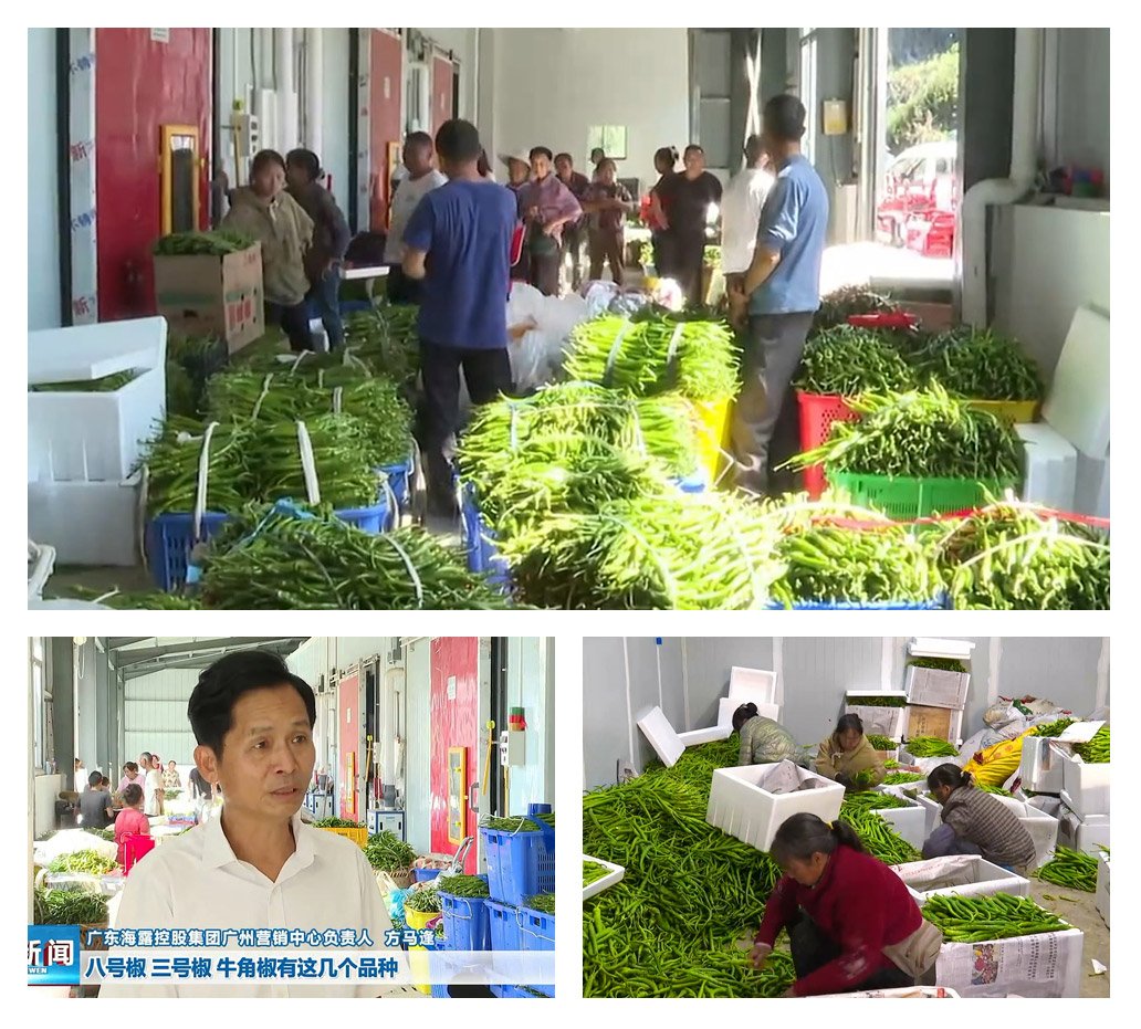 XPJ(中国大陆)有限公司官网